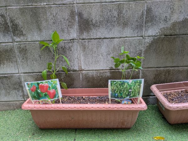 夏野菜を植えよう！～選択から定植の巻～
