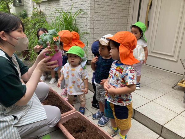 大きくなってね～🍅